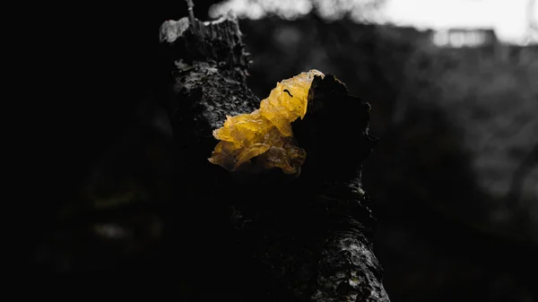 Красиве Осіннє Листя Фоні Лісу — стокове фото