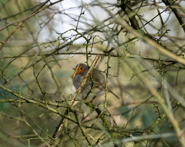 Beautiful Shot Young Bird Natural Habitat — Stock Photo, Image