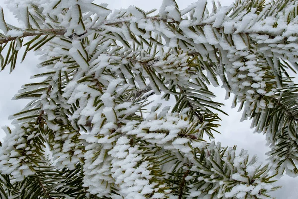 Χιονισμένα Κλαδιά Πεύκου Λευκές Νιφάδες Χιονιού — Φωτογραφία Αρχείου