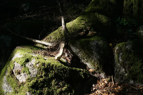 Ormandaki Yeşil Yosunların Dikey Görüntüsü — Stok fotoğraf