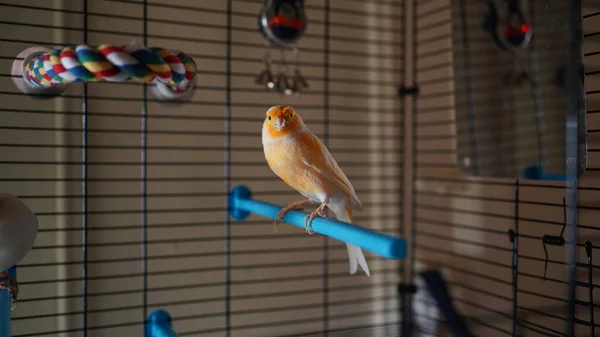 Pequeño Loro Sobre Árbol Artificial —  Fotos de Stock