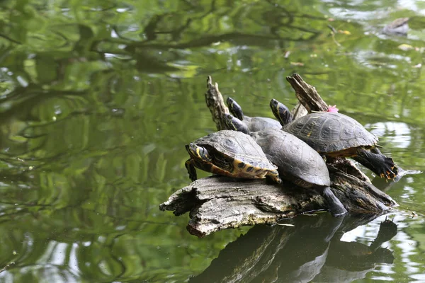 Sköldpadda Vattnet — Stockfoto