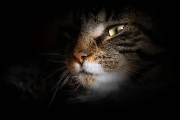 Retrato Gato Bonito — Fotografia de Stock