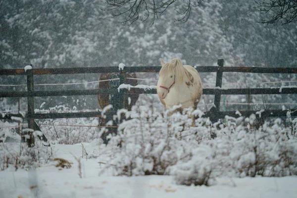 大自然背景下雪地中的马 — 图库照片