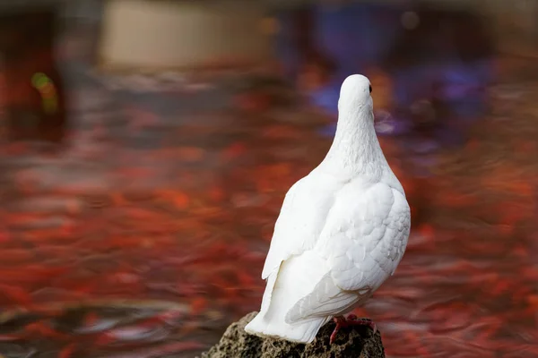 Weiße Taube Auf Dem See — Stockfoto