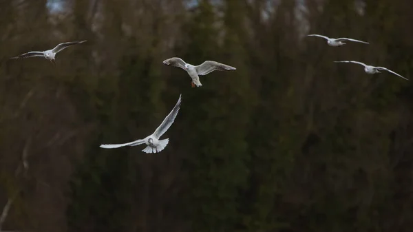 Seagull Flying Sky — стоковое фото