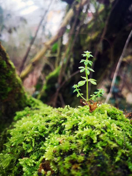 Green Moss Forest — Stock Photo, Image