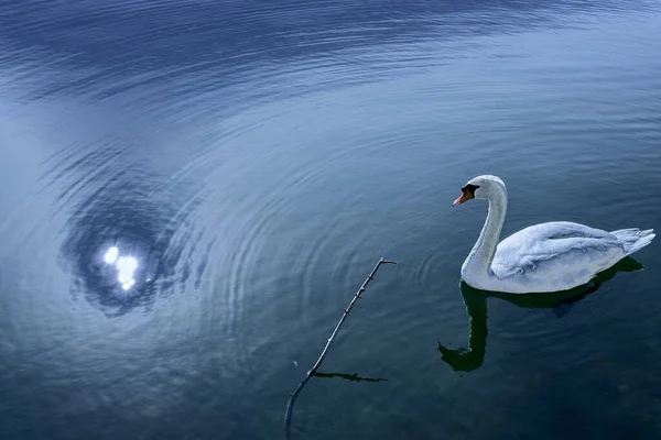 湖上美丽的白天鹅 — 图库照片