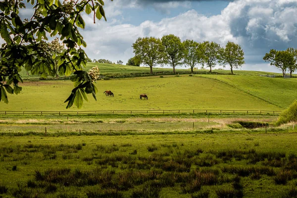 Grünes Gras Und Bäume Auf Dem Feld — Stockfoto
