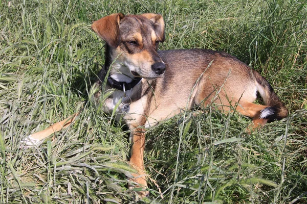 Vista Del Perro Jugando Aire Libre — Foto de Stock