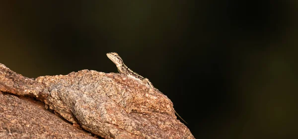 Ящерица Скале — стоковое фото