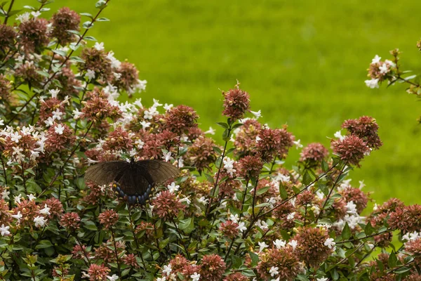 Belles Fleurs Poussant Dans Jardin — Photo