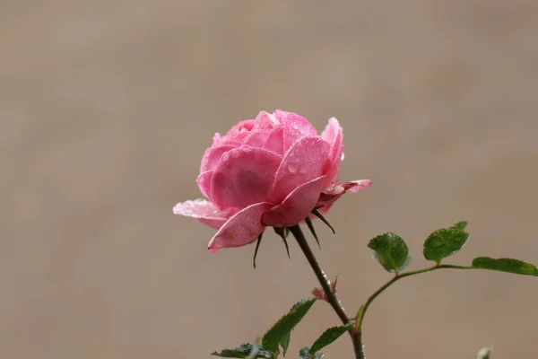 Rosa Hermosa Jardín —  Fotos de Stock