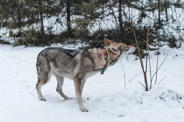 Hund Snön — Stockfoto