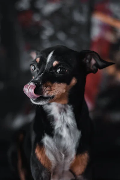 Portrait Cute Dog — Stock Photo, Image