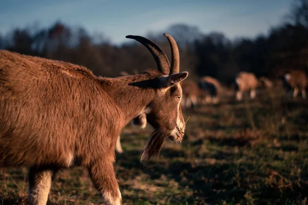 Een Close Shot Van Een Rood Hert Dat Een Weide — Stockfoto