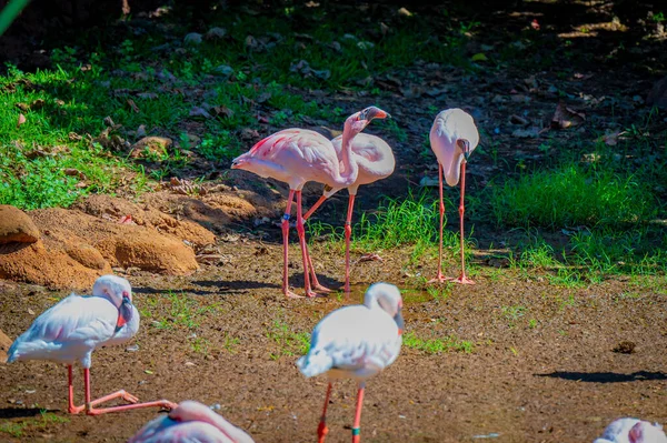 Flamencos Zoológico —  Fotos de Stock