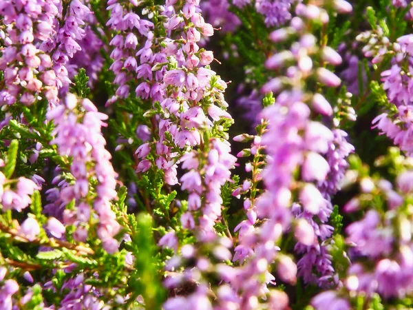 Vackra Blommor Som Växer Trädgården — Stockfoto