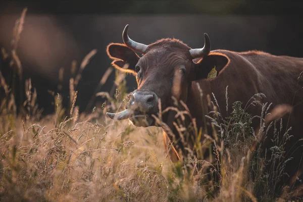Bull Field Animal — Stock Photo, Image