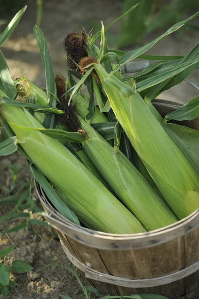Corn Plant Garden — Stock Photo, Image