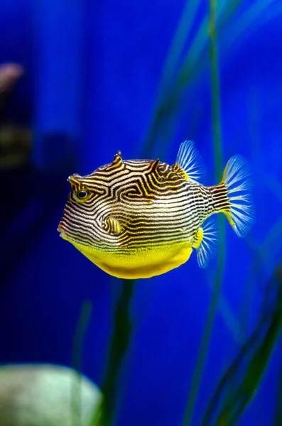 Hermosos Peces Acuario — Foto de Stock