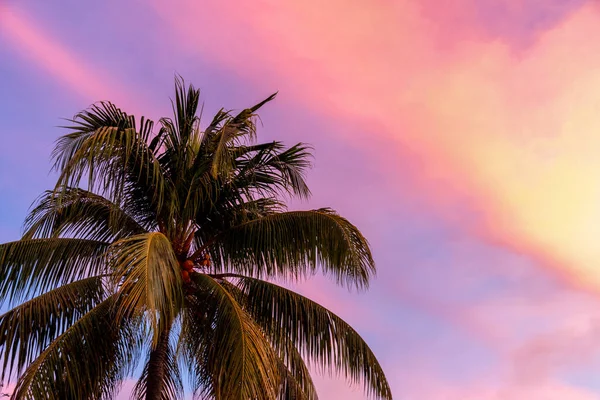 Palme Strand Bei Sonnenuntergang — Stockfoto