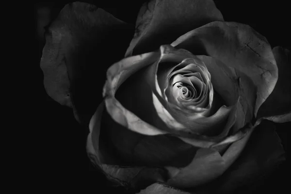 Belle Fleur Rose Sur Fond Noir — Photo