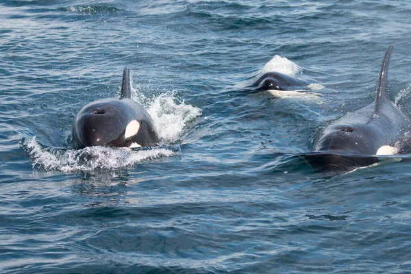 Grupo Baleias Assassinas Oceano — Fotografia de Stock