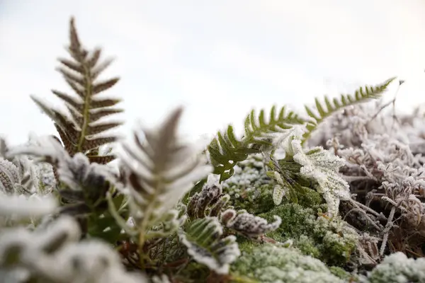 在森林的背景上 长有雪的绿色云杉枝干 — 图库照片