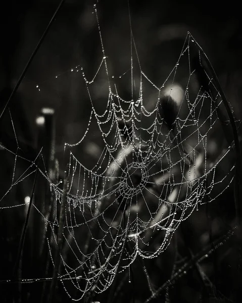 Spinnennetz Mit Tautropfen Hintergrund Des Wassers — Stockfoto