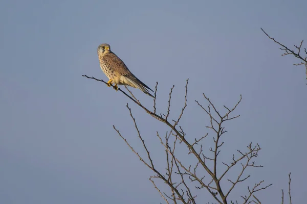Arkadaki Ağacın Dalındaki Bir Kuş — Stok fotoğraf