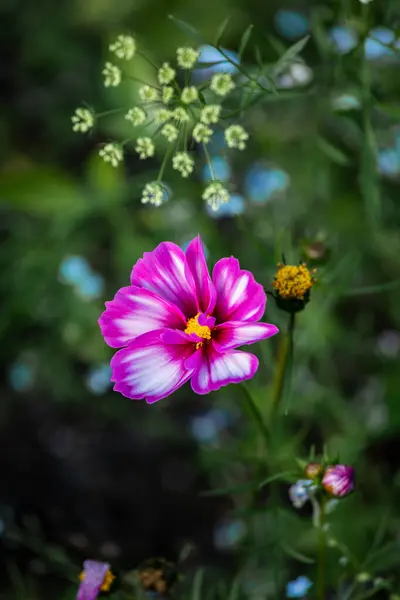 Belas Flores Coloridas Crescendo Jardim — Fotografia de Stock