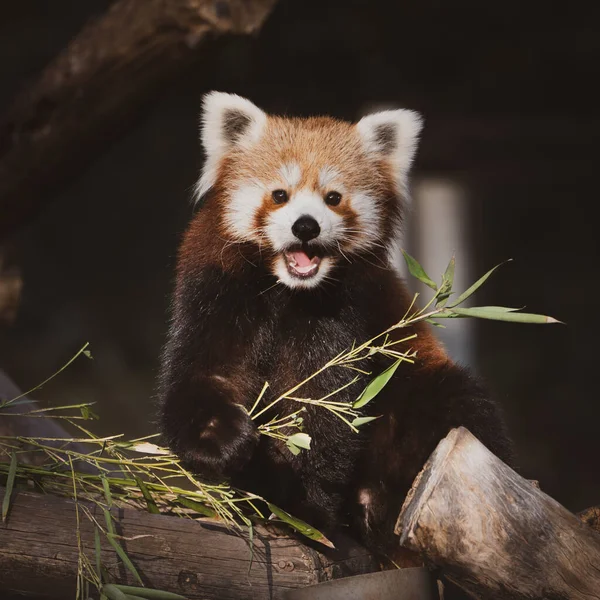Panda Erdőben — Stock Fotó