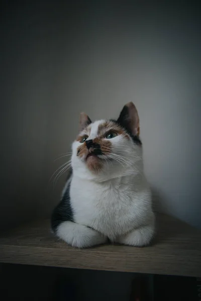 Niedliche Katze Auf Dem Hölzernen Hintergrund — Stockfoto