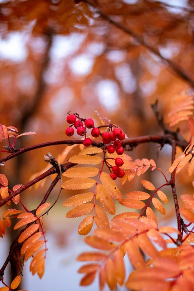 Rode Gele Herfstbladeren — Stockfoto