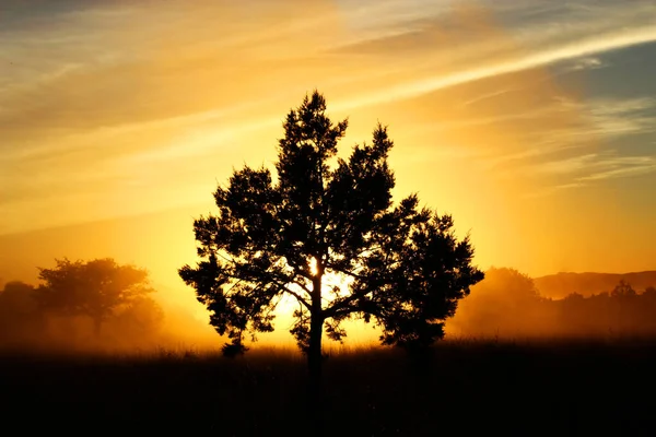 Tree and Rising Sun  Sunrise, Beautiful nature pictures, Sun view