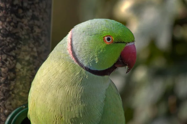 Close Bird Natural Habitat — Stock Photo, Image