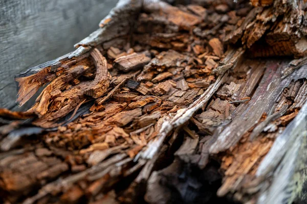 Close Van Een Houten Boomstructuur — Stockfoto