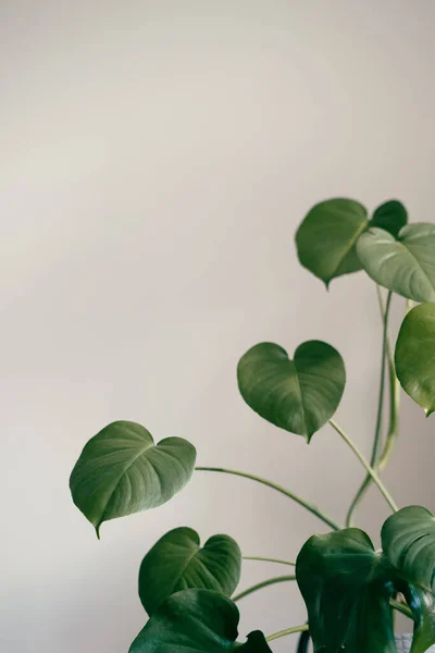 Hojas Verdes Sobre Fondo Blanco — Foto de Stock