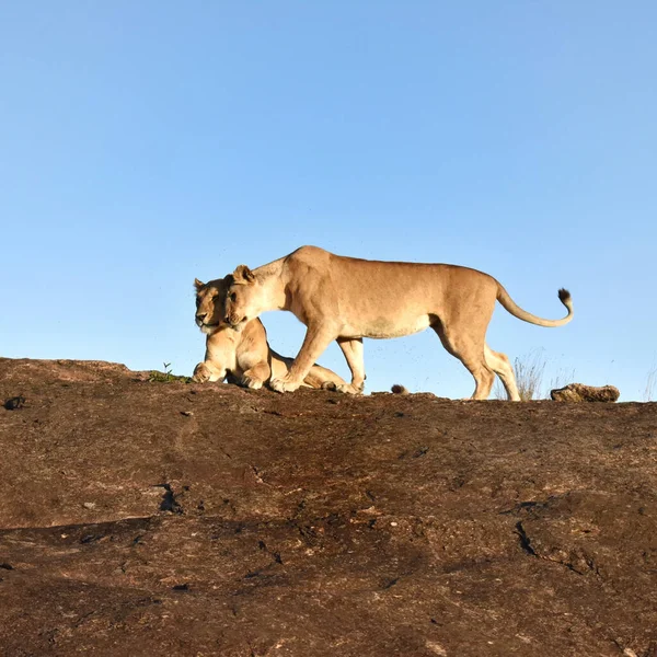 Eine Gruppe Junger Tiere Der Wüste — Stockfoto