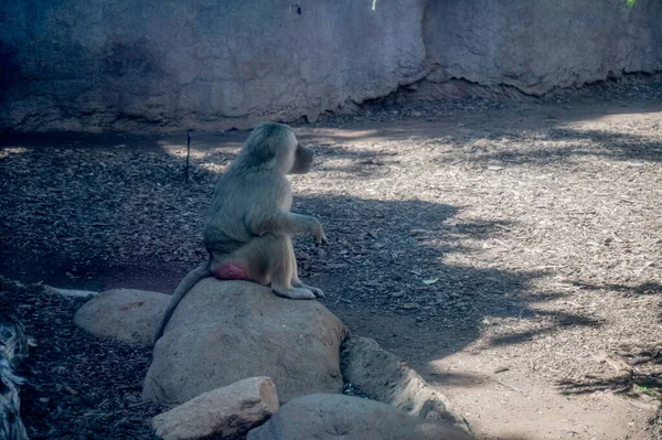 Detailní Záběr Roztomilé Opice Sedící Skále — Stock fotografie