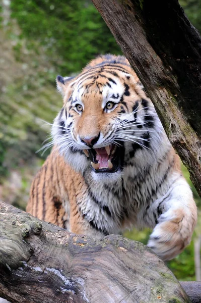Bella Giovane Tigre Bianca Del Bengala — Foto Stock