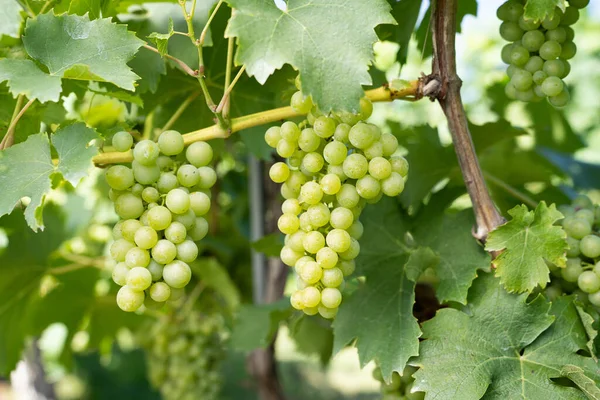 Witte Druiven Wijnstok — Stockfoto