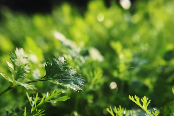 Zielone Liście Rośliny Ogrodzie — Zdjęcie stockowe