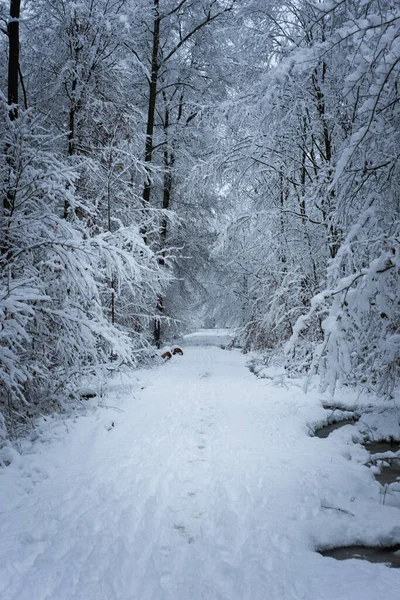 Forêt Hiver Dans Neige — Photo