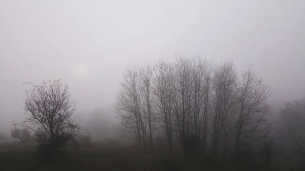 Ομίχλη Πρωί Ομίχλη Στο Δάσος — Φωτογραφία Αρχείου