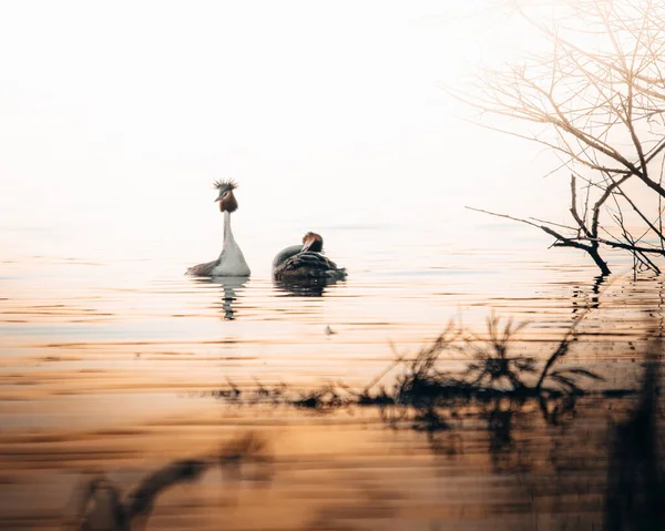 Bellissimi Uccelli Sul Lago — Foto Stock