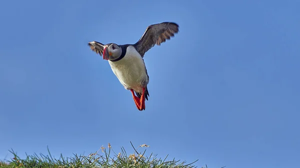 Vue Panoramique Bel Oiseau Nature — Photo