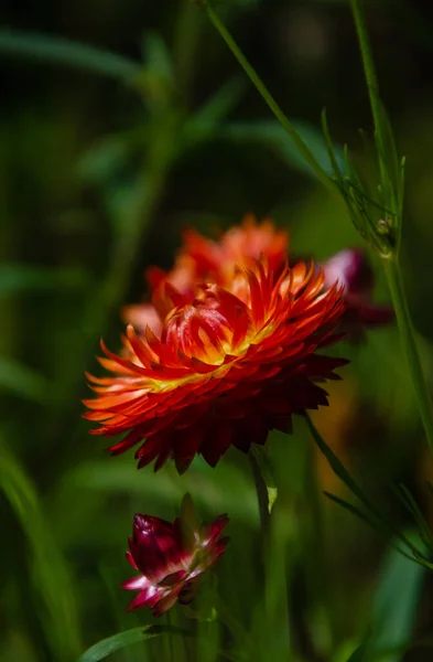 Schöne Blumen Garten — Stockfoto