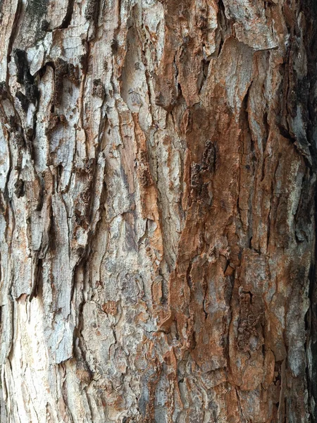 Árbol Corteza Textura Fondo —  Fotos de Stock